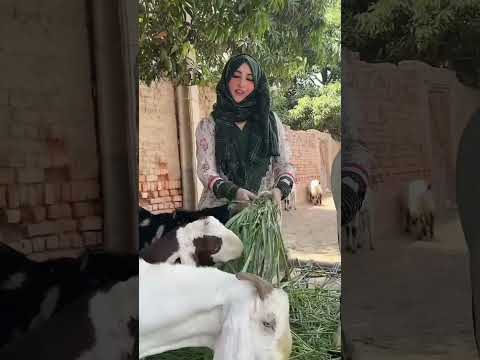 Surat Kausar #animals