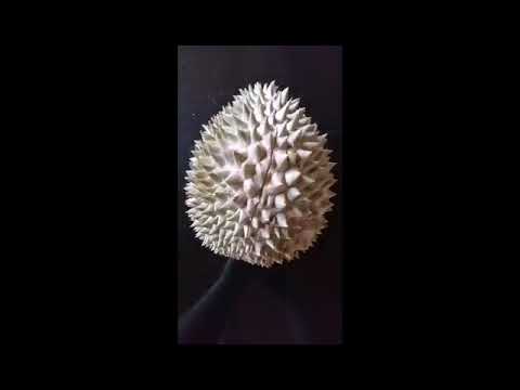 DURIAN "tastes like heaven, smells like hell"