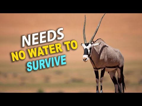 The Desert Animal That Shouldn’t Be Alive! - East African Oryx