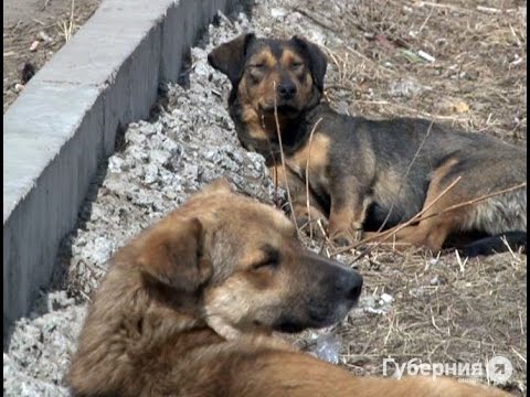 Мужчина выстрелил в собаку, которая облаяла прохожего, в Хабаровске.MestoproTV
