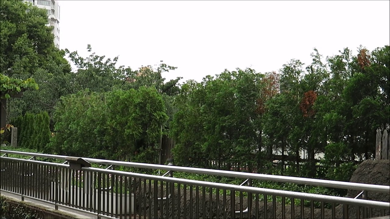 Midori the Maned wolf "Hello" / タテガミオオカミのミドリ「やぁ、こんにちは、聞こえるかな？」（上野動物園）