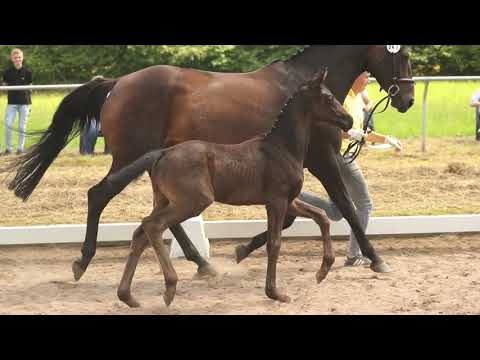 Hengst, geb. 04.06.2021 – V: Fürst Belissaro M: St. Moritz Junior – Wolkenstein II