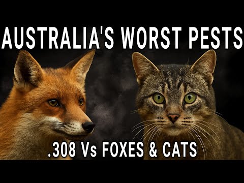 AUSTRALIA'S WORST PESTS: .308 Vs FOXES & CATS