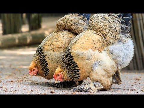 Brahma Chicken - History, Varieties and Characteristics