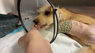 Video preview image #1 Border Terrier-Unknown Mix Puppy For Sale in Spring, TX, USA