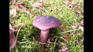 Samples nothing lasts for long