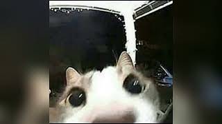 bitch came back - theory of a deadman (sped up)