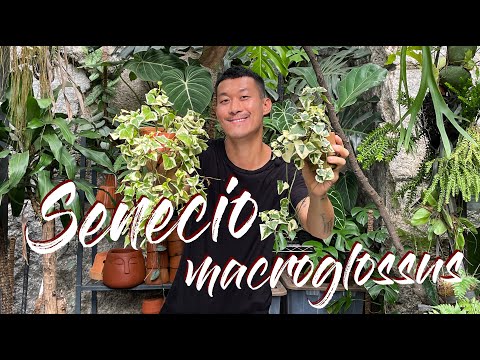 , title : 'Senecio macroglossus (wax ivy) variegata care and propagation (with updates)'