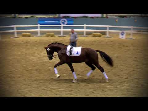 Sir Heinrich x Diamond Hit