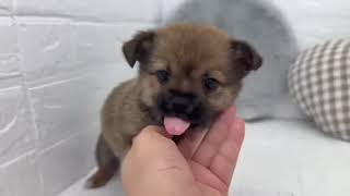 ハーフ犬の動画01