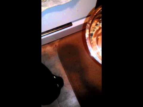 How you can tell if your pussy is hungry by ariel