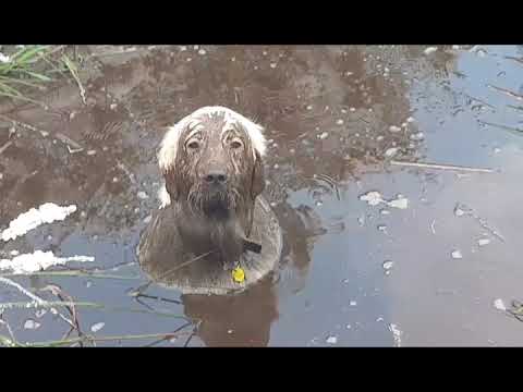 Toby Swamp Dog (Full original version)