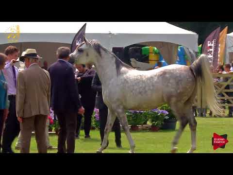 N.90 EMIRZO - Bruges 2018 C European - Geldings (Class 14)