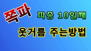 [텃밭농부.763]  쪽파밭에 손쉽게 웃거름 주는 방법 #쪽파재배 #9월