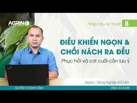 Nhịp cầu kỹ thuật - Agrino: ĐIỀU KHIỂN CHỒI NGỌN VÀ CHỒI NÁCH RA ĐỒNG ĐỀU