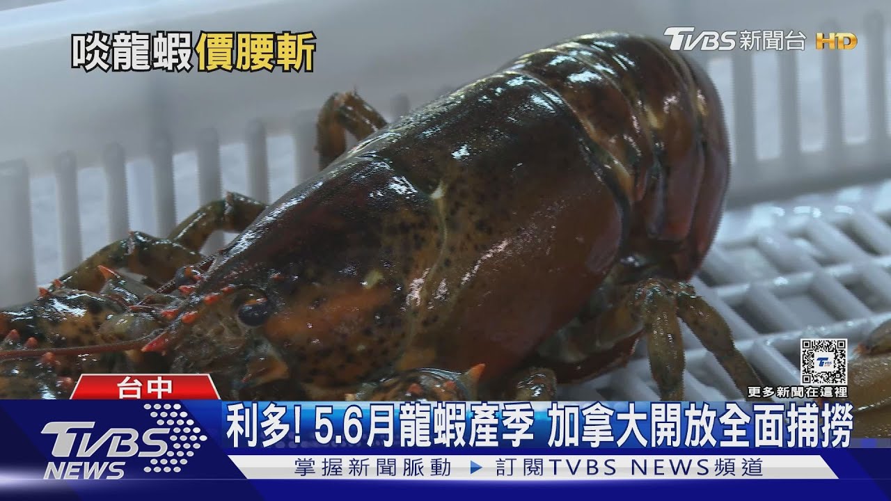 打6折!1800元砍到1000元 波士頓龍蝦產季來了