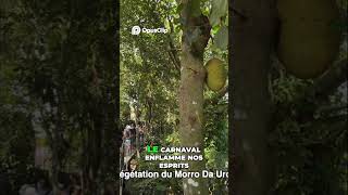 15/120 Rio de Janeiro  Samba, Couleurs et Amour Vibrant! ✨ #twaiworld #worldcruise #cruise