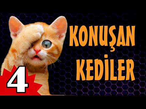 Konuşan Kediler 4 - Komik Kedi Videoları