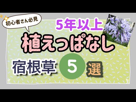 ミントと一緒に何を植えますか