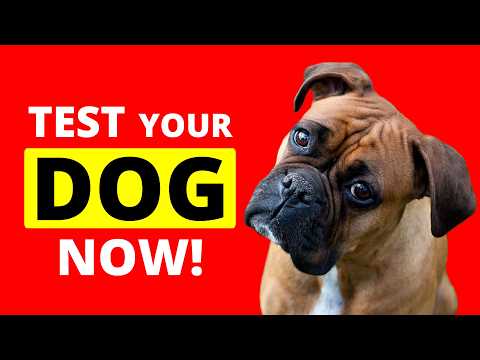 Will Your DOG React &amp; Respond to These 20 SOUNDS? 🐶