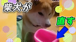 【天才】つぶれたボールを直す柴犬 Shiba inu to fix a crushed ball