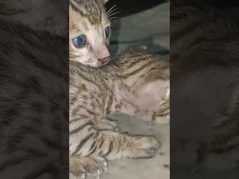 Cute two cats 😍😁#Aadesh