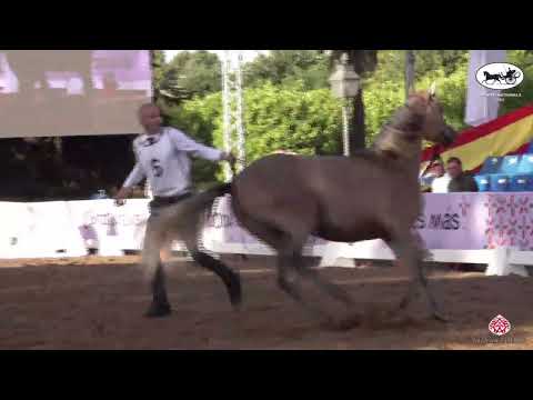 N 6 ABHA GRANADA   Spanish Nationals 2022   Yearling Fillies Section A Class 1A