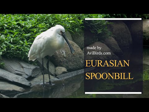Kolpík biely (Platalea leucorodia) — Eurasian Spoonbill dokument