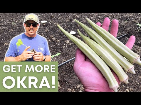 , title : 'Harvest More Okra Per Plant with These!'