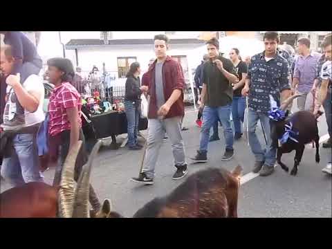 La transumanza delle capre