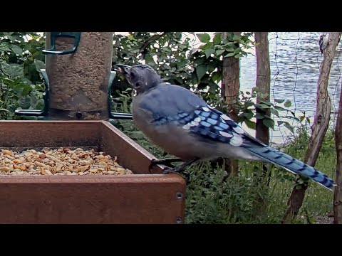 Bald Blue Jays Descend On Peanut Feeder In Ithaca, New York – Aug. 21, 2024