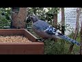 Bald Blue Jays Descend On Peanut Feeder In Ithaca, New York – Aug. 21, 2024