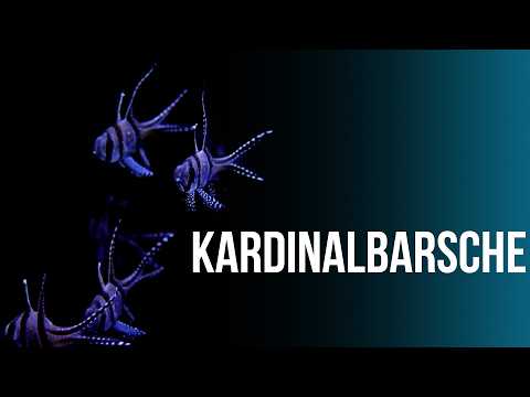 Cardinalfish - Underrated reef aquarium inhabitants? | Coralaxy