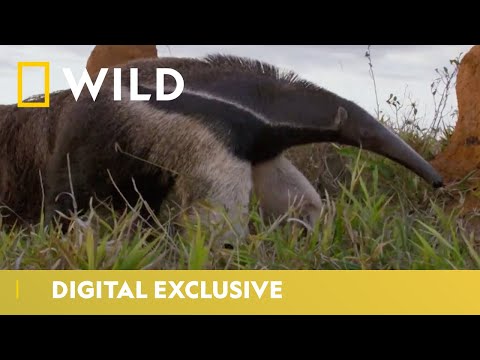 image-What is another name for anteater?