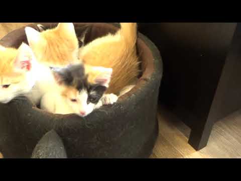 Catffeinated's Fairy and a group of cuddling kittens