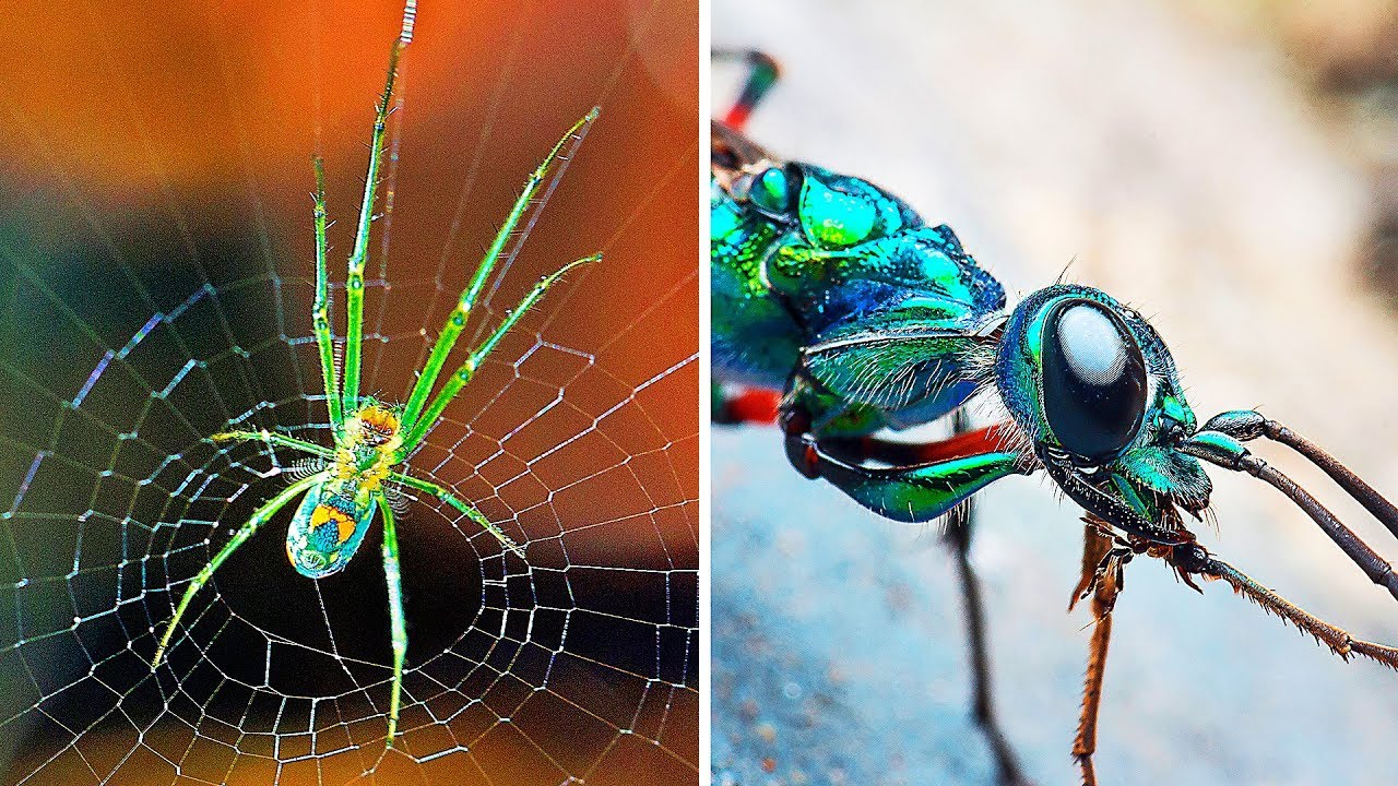 9 Criaturas Malucas Que Podem Controlar Mentes