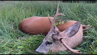 Jagd im Frühling auf Rot - und Rehwild