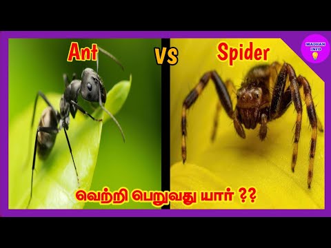 Ant vs spider in Tamil / madhan info /ant vs spider /comparison