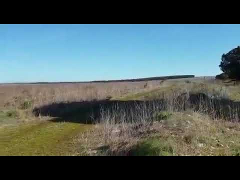 , title : 'Lupi e cinghiali in Puglia. Coldiretti: "attacchi agli animali nei pascoli e raid nelle campagne"'