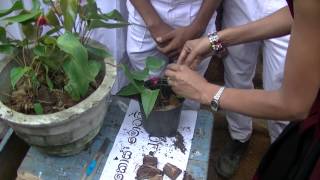 preview picture of video 'Bulathgama School Agri Exhibition - Balangoda Anthurium'