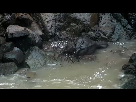 Tragischer Tod am Wasserfall: 6 Elefanten sterben
