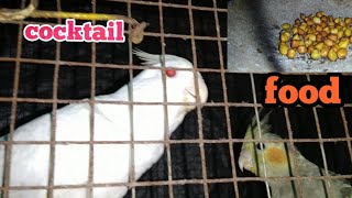 preview picture of video 'cockatiel  parrot food recipes || my opinions||'