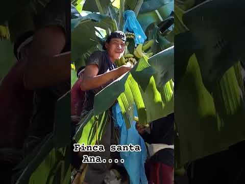 la gomera Escuintla Guatemala 🇬🇹🇬🇹🇬🇹#shorts #banana