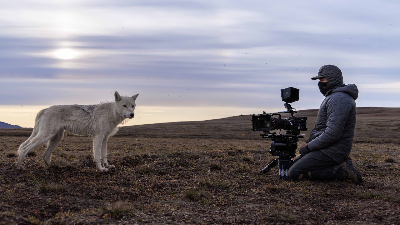 Filming a Pack of Arctic Wolves | Planet Earth III Behind The Scenes