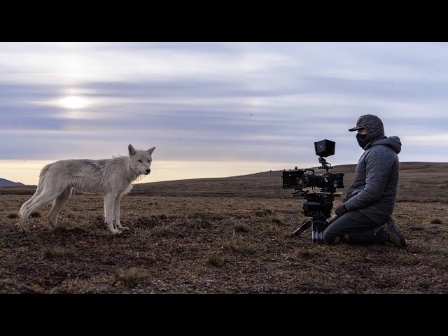 Filming a Pack of Arctic Wolves | Planet Earth III Behind The Scenes