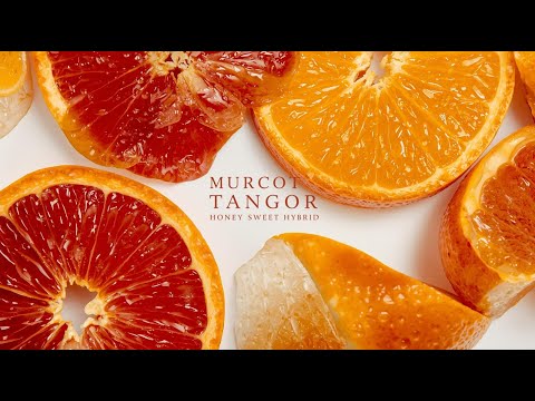 Tangor Murcott  – The Sweet Hybrid Citrus Behind “Honey Tangerine”