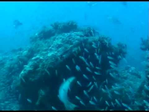 Ningaloo Reef Diving April 09 Labyrinth