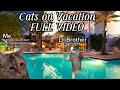 Cats on Vacation FULL VIDEO✨