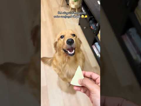 #goldenretrieversrilanka