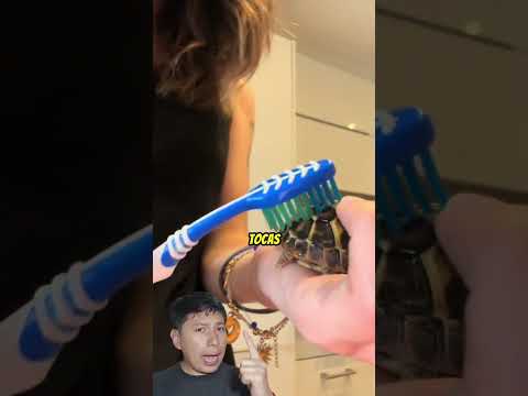 Las Tortugas Deben Bailar Para Sobrevivir 💀